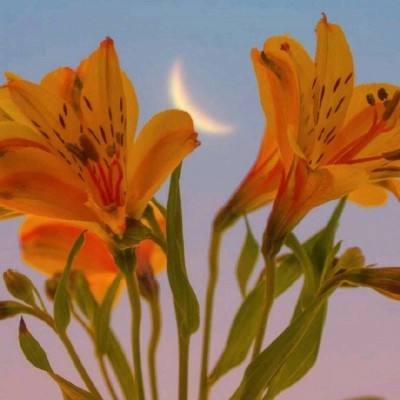 bulletangel游戏下载